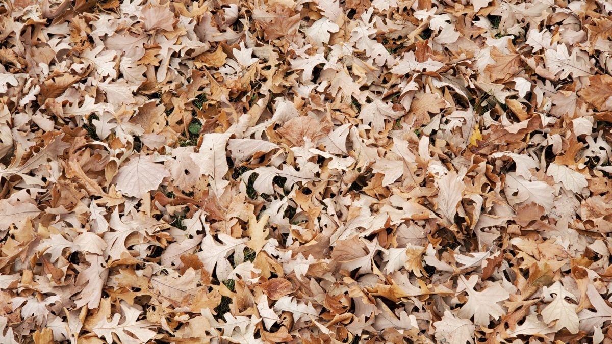Leaf Pickup in Fergus Falls Announced Fergus Now