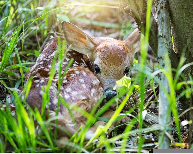 DNR Issues Reminder Not to Touch Deer Fawns | Fergus Now