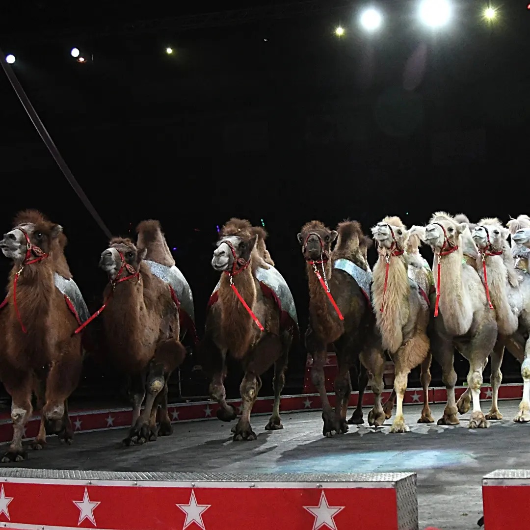 Shrine Circus in Fergus Falls Today Fergus Now